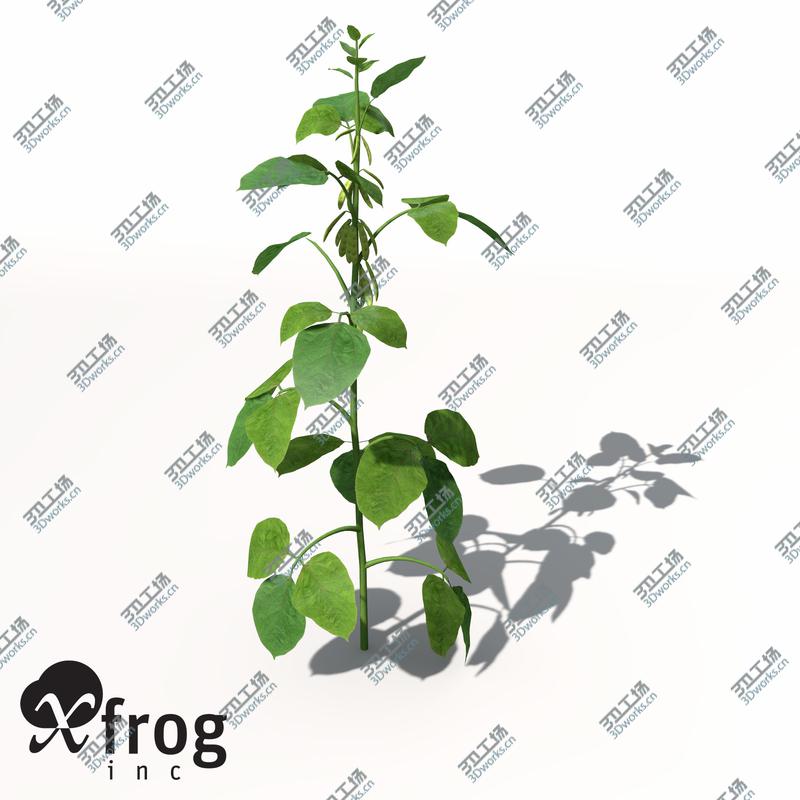 images/goods_img/2021040231/XfrogPlants Soybean/1.jpg